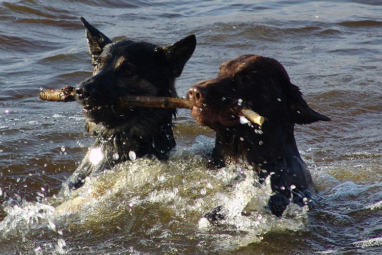 Luke flatcoated retriever