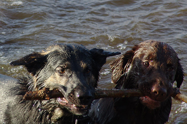 Luke flatcoated retriever